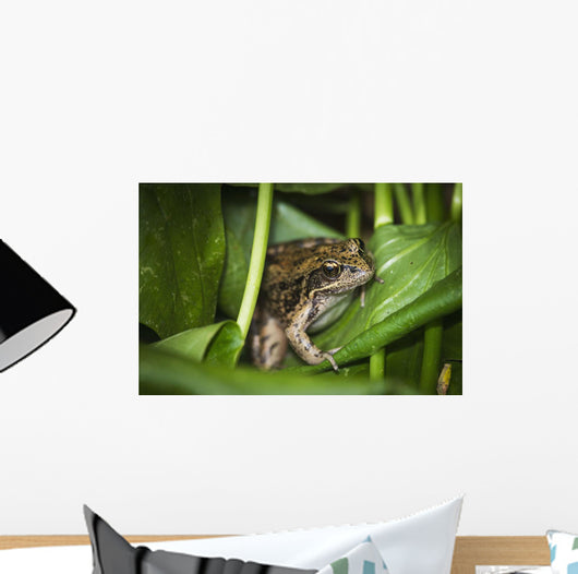 Frog Perches Wapato Leaves Wall Decal