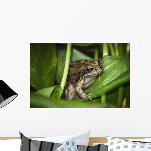 Frog Perches Wapato Leaves Wall Decal