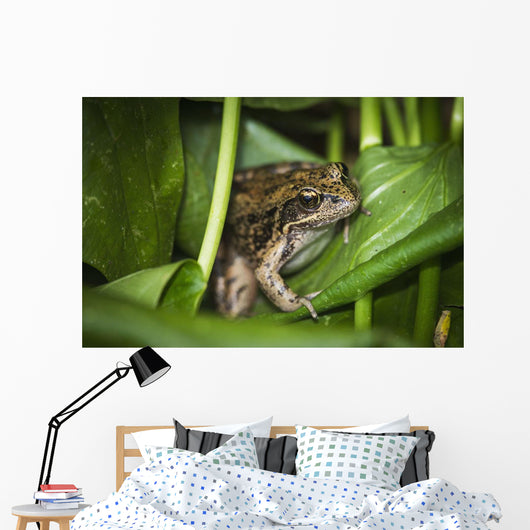 Frog Perches Wapato Leaves Wall Decal