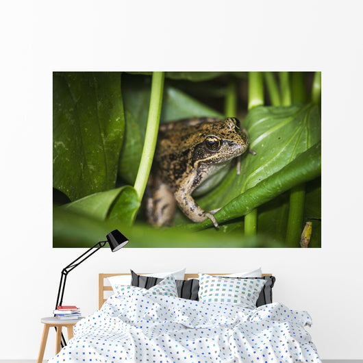 Frog Perches Wapato Leaves Wall Decal