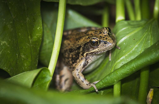 Frog Perches Wapato Leaves Wall Decal