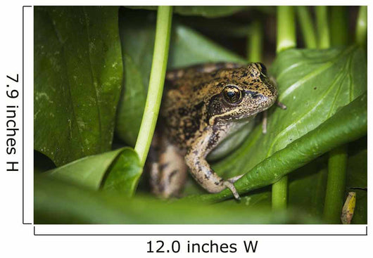Frog Perches Wapato Leaves Wall Decal