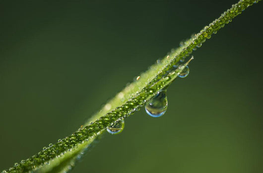 Dew Glistens Grass Wall Decal Design 3
