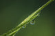 Dew Glistens Grass Wall Decal Design 3