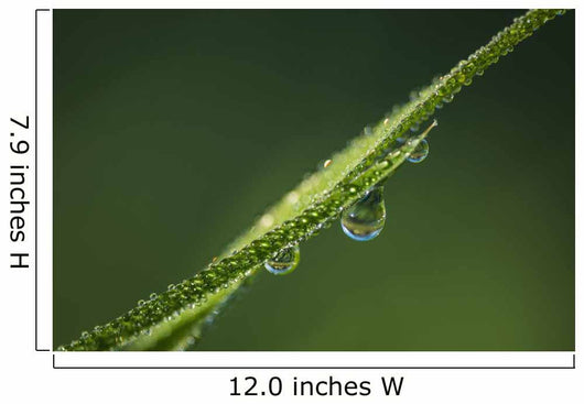 Dew Glistens Grass Wall Decal Design 3