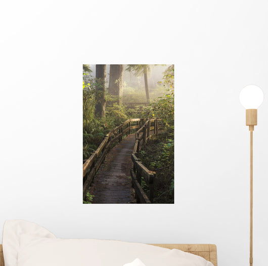 Fog Softens Sunlight Forest Wall Decal