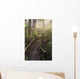 Fog Softens Sunlight Forest Wall Decal
