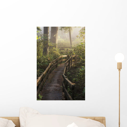 Fog Softens Sunlight Forest Wall Decal