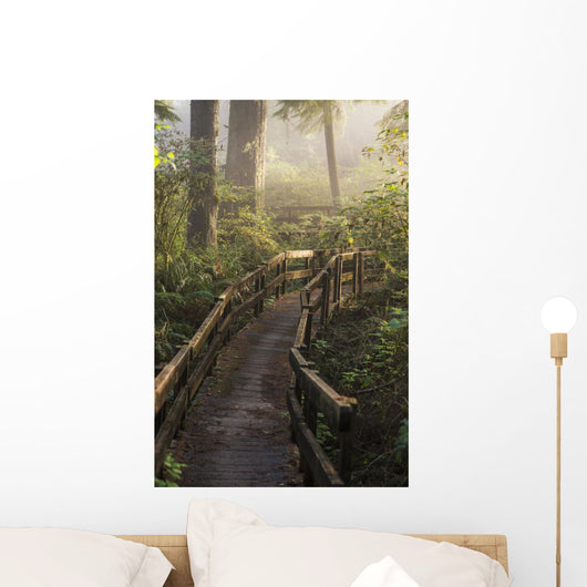 Fog Softens Sunlight Forest Wall Decal