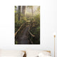 Fog Softens Sunlight Forest Wall Decal