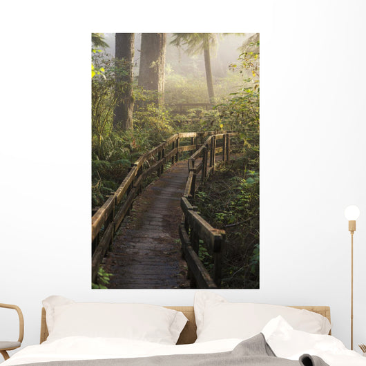 Fog Softens Sunlight Forest Wall Decal
