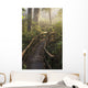Fog Softens Sunlight Forest Wall Decal