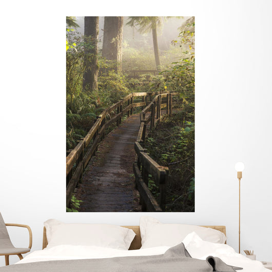 Fog Softens Sunlight Forest Wall Decal