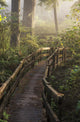 Fog Softens Sunlight Forest Wall Decal
