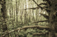 Mossy Tree Trunks Woods Wall Decal