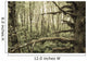 Mossy Tree Trunks Woods Wall Decal