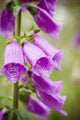 Purple Flowers with Water Wall Decal