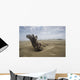 Driftwood amongst Dunes Wall Decal