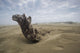 Driftwood amongst Dunes Wall Decal