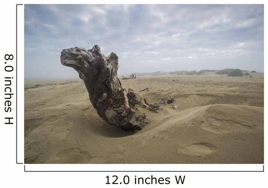 Driftwood amongst Dunes Wall Decal