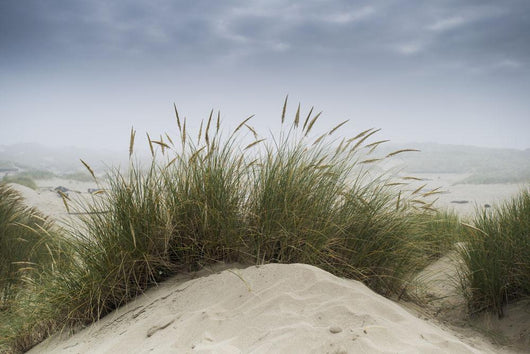 Dune Grass along Oregon Wall Decal