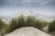 Dune Grass along Oregon Wall Decal