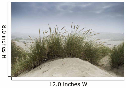 Dune Grass along Oregon Wall Decal