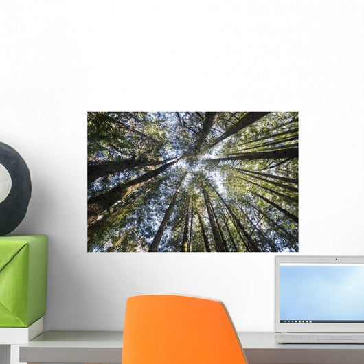 Towering Treetops Wall Decal