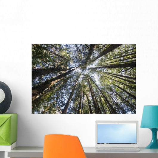 Towering Treetops Wall Decal