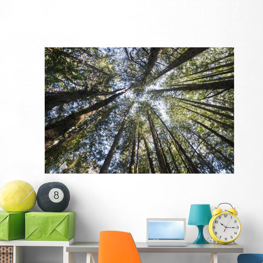 Towering Treetops Wall Decal
