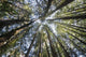 Towering Treetops Wall Decal