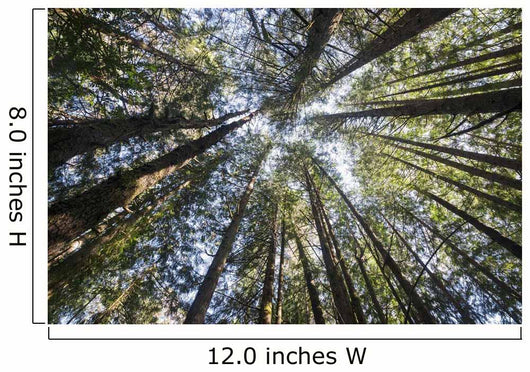 Towering Treetops Wall Decal