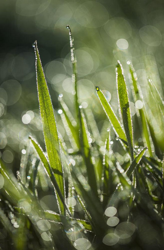 Dew Glistens Grass Wall Decal Design 2