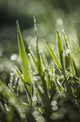 Dew Glistens Grass Wall Decal Design 2