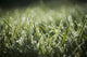 Dew Glistens Grass Wall Decal Design 1