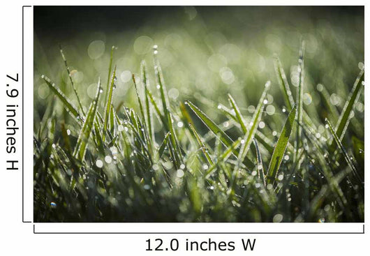 Dew Glistens Grass Wall Decal Design 1