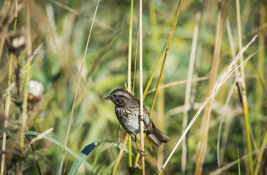 Song Sparrow Perches Plant Wall Decal