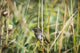 Song Sparrow Perches Plant Wall Decal