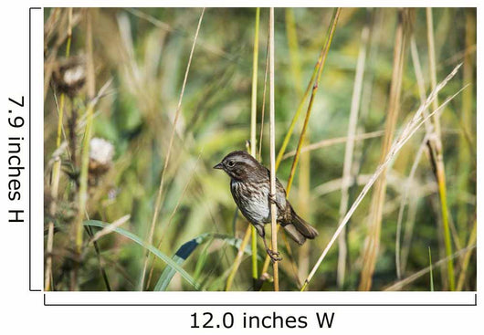 Song Sparrow Perches Plant Wall Decal