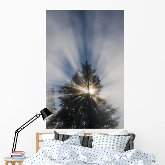 Fog and Sunlight Make Wall Decal