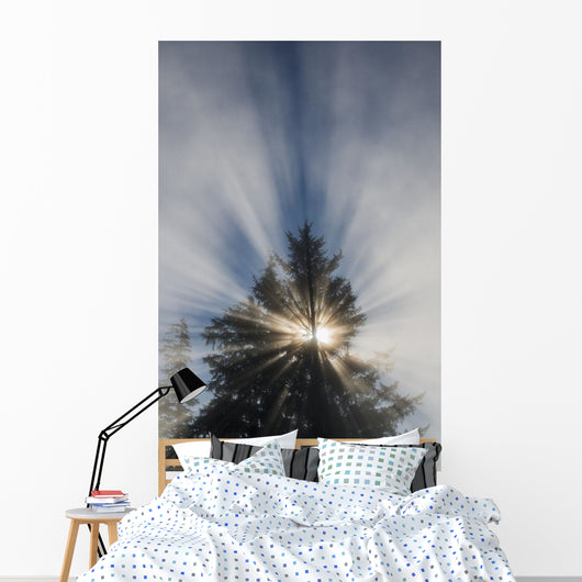 Fog and Sunlight Make Wall Decal