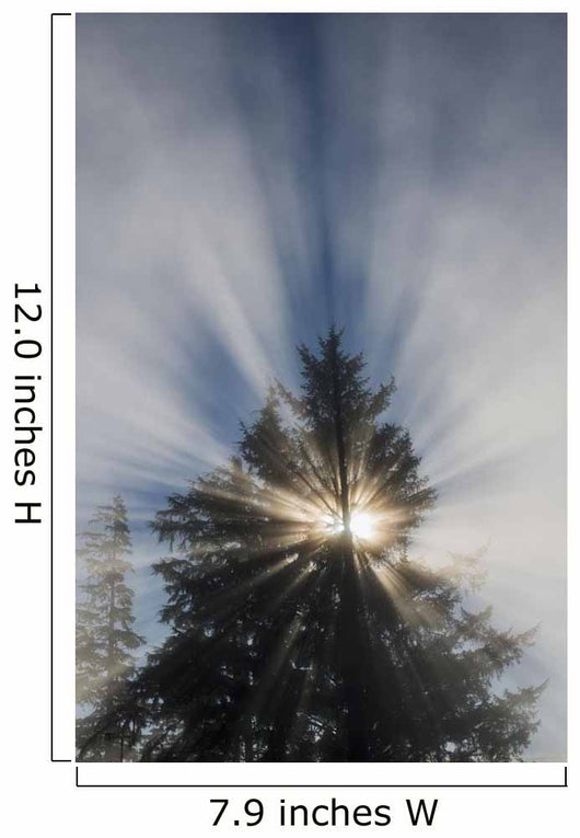 Fog and Sunlight Make Wall Decal