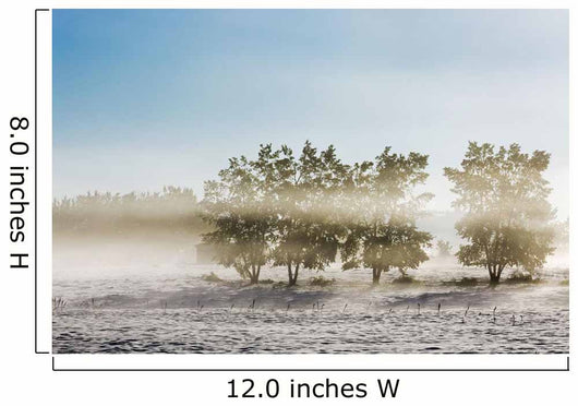 Four Trees with Leaves Wall Decal