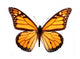 Monarch Butterfly Wall Decal