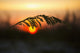 Sea Oats Sunset Siesta Wall Decal