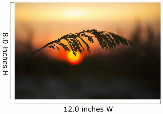 Sea Oats Sunset Siesta Wall Decal