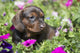 Standard Dachshund Puppy Summer Wall Decal