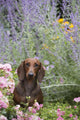Standard Dachshund Summer Garden Wall Decal