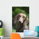 Portrait Standard Dachshund Wall Decal