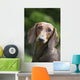 Portrait Standard Dachshund Wall Decal